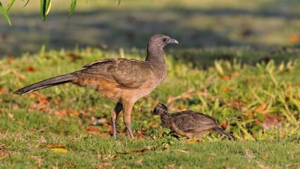Plain Chachalaca (Ortalis vetula), with chick, Corozal district, Belize, Central America