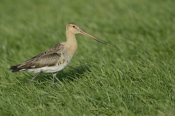 Black-tailed Godwit (Limosa limosa), Texel, The Netherlands, Europe