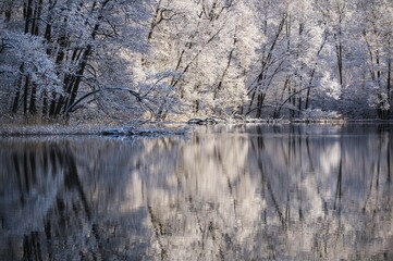 Snowy trees reflecting in lake, Warmia-Masuria Province, Poland, Europe
