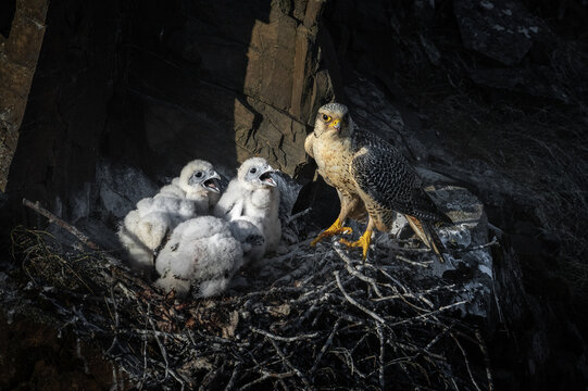 Gyrfalcon with chicks at a nest (Falco rusticolus)