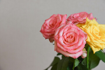 ピンクと黄色のばら