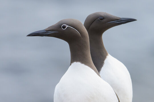 Two common murres form a synchronized silhouette