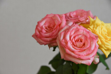 ピンクと黄色のばら