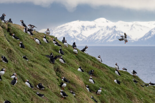 Puffins in the island of Grimsey in Iceland