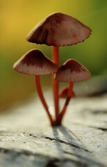 Mycena, Baden-Wurttemberg, Germany / (Mycena spec.)