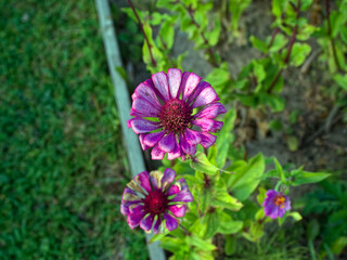 Pale purple flowers in garden