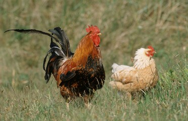 Free-range domestic fowl, pair, Island Texel Netherlands