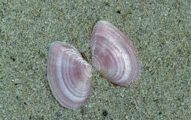 Shells of Thin Tellin, Texel, Netherlands (Tellina tenuis)