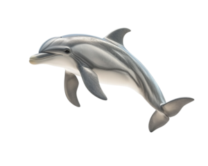 Dolphin is flying in the air