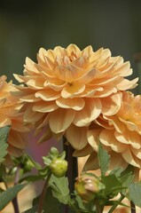 Dahlia (Dahlia hybrida)