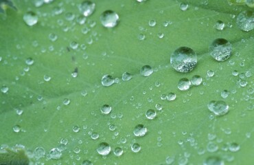 Lady's Mantle, leaf with raindrops (Alchemilla vulgaris)