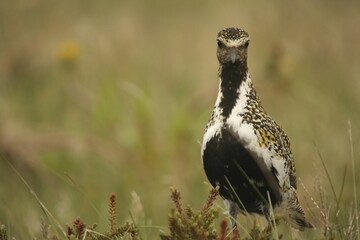 Pluvialis apricaria in iceland by Stykkisholmur