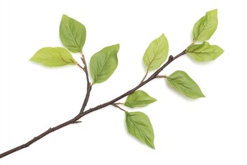 Fototapeta premium A natural beauty - a branch with green leaves on a pure white background, suitable for any design or project that needs a touch of nature