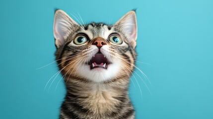 Surprised tabby kitten with blue eyes against a bright blue background