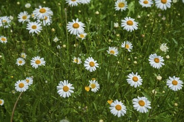 Daisies (Bellis perennis), Bavaria, Germany, Europe © Manfred Bail/imageBROKER