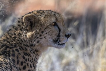 Cheetah (Acinonyx jubatus), portrait, Kalahari Desert, Namibia, Africa