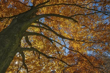 Beech tree (Fagus) in autumn, Munich, Bavaria, Germany, Europe