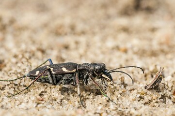 Cicindela hybrida (Cicindela hybrida) against predators, grasshopper (Tettigonia spec.), Brandenburg, Germany, Europe