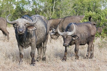 Fototapeta premium Cape buffalos (Syncerus caffer), Ol Pejeta Reserve, Kenya, Africa