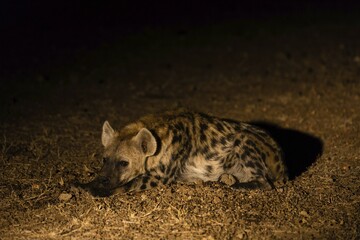 Spotted Hyena (Crocuta crocuta), at night in spotlight, Mashatu Game Reserve, Tuli Block, Botswana, Africa