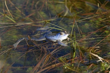 Moor frog, rana arvalis