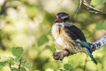 Brownhooded kingfisher (Halcyon albiventris), Hluhluwe-Imfolozi Park, KwaZulu-Natal, South Africa, Africa
