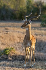 Impala (Aepyceros melampus), vigilant, Ol Pejeta Reserve, Kenya, Africa
