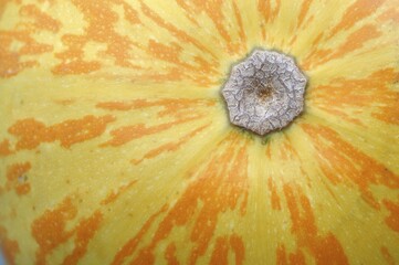Pumpkin (Cucurbita pepo)