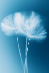 Obraz premium Blurred white dandelion seeds close up in cyanotype style, blue spring background