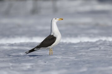 Fototapeta premium Lesser black-backed gull (Larus fuscus), standing on snow, Ruhtinansalmi region, Finland, Europe