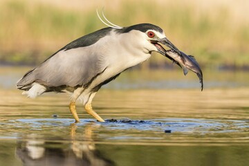 Black-crowned night heron (Nycticorax nycticorax) with fish in the beak, Bács-Kiskun, Hungary, Europe