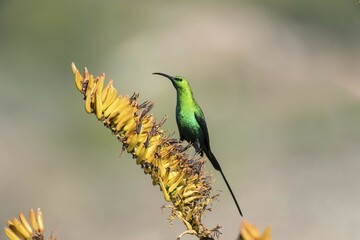 Malachite sunbird (Nectarinia famosa), male, Province Western Cape, South Africa, Africa