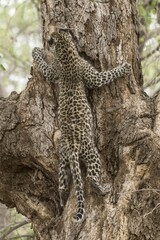 Leopard (Panthera pardus), Mashatu-Wildreservat, Tuli-Block, Botsuana