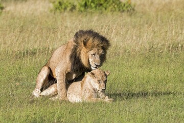 Lions (Panthera leo), mating pair, Masai Mara, Narok County, Kenya, Africa