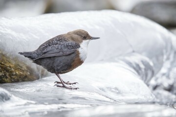White-throated Dipper (Cinclus cinclus) sits on ice, Stubai Valley, Tyrol, Austria, Europe