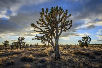 Joshua Trees (Yucca brevifolia) in Evening Light, Mojave Desert, Desert Landscape, Mojave National...