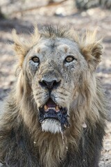 Asiatic lion (Panthera leo persica), portrait, dry forest, Gir Forest National Park, Gujarat, India, Asia
