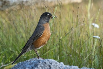 American Robin (Turdus migratorius) with prey, Vanvouver Island, British Columbia, Canada, North America