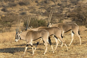 Several East African oryx or beisa (Oryx beisa) in succession, Samburu National Reserve, Kenya, Africa