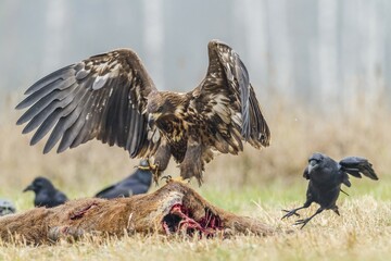 Young Eagle (Haliaeetus albicilla), landing on dead deer, ravens (Corvus corax), Masuria, Poland, Europe