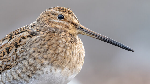 The Common Snipe