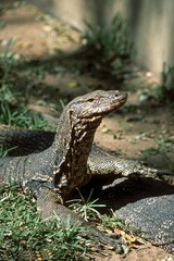 Asian water monitor (Varanus salvator) captive, The Madras Crocodile Bank Trust and Centre for Herpetology near Chennai, Tamil Nadu, South India, India, Asia