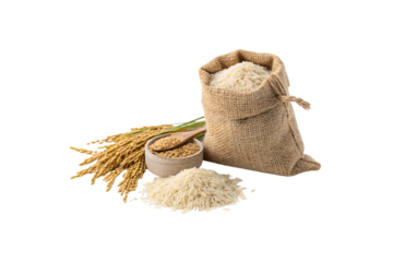 A burlap sack overflows with white rice, accompanied by stalks of wheat and a wooden scoop, showcasing raw agricultural products, isolated on a transparent background