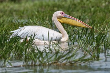 Great white pelican (Pelecanus onocrotalus), Lake Naivasha National Park, Kenya, Africa
