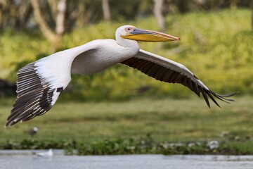 Great white pelican (Pelecanus onocrotalus) in flight, Lake Naivasha National Park, Kenya, Africa