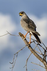Eastern Chanting Goshawk (Melierax poliopterus), Tsavo West National Park, Kenya, East Africa, Africa