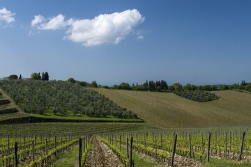 Fototapeta premium Vineyards, Chianti region, Tuscany, Italy, Europe