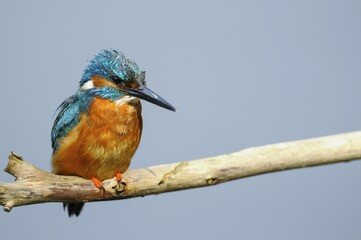 Common kingfisher (Alcedo atthis) on perch, Spree near Cottbus, State of Brandenburg, Germany, Europe