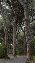 Obraz premium Path in pine forest, Parco Regionale della Maremma, near Grossetto, Tuscany, Italy, Europe