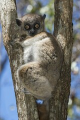Hubbard's Sportive Lemur (Lepilemur hubbardorum), Tsombitse National Park, Madagascar, Africa